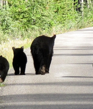 Remmen voor dieren: beren op de weg!