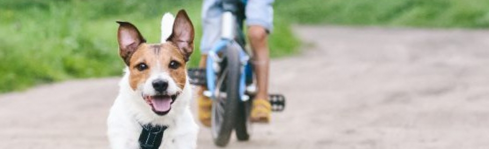 Rechtstreekse aanraking met hond niet vereist voor aansprakelijkheid Rechtstreekse aanraking met hond niet vereist voor aansprakelijkheid