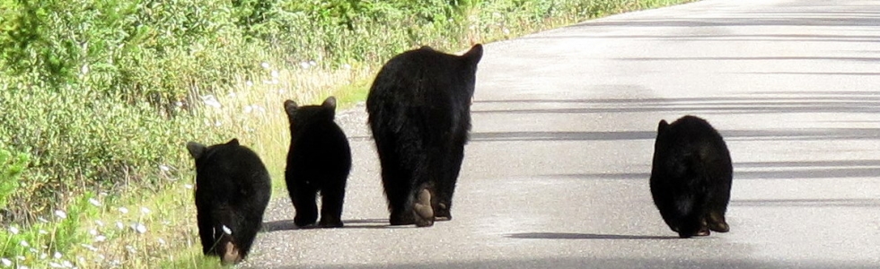 Remmen voor dieren: beren op de weg!