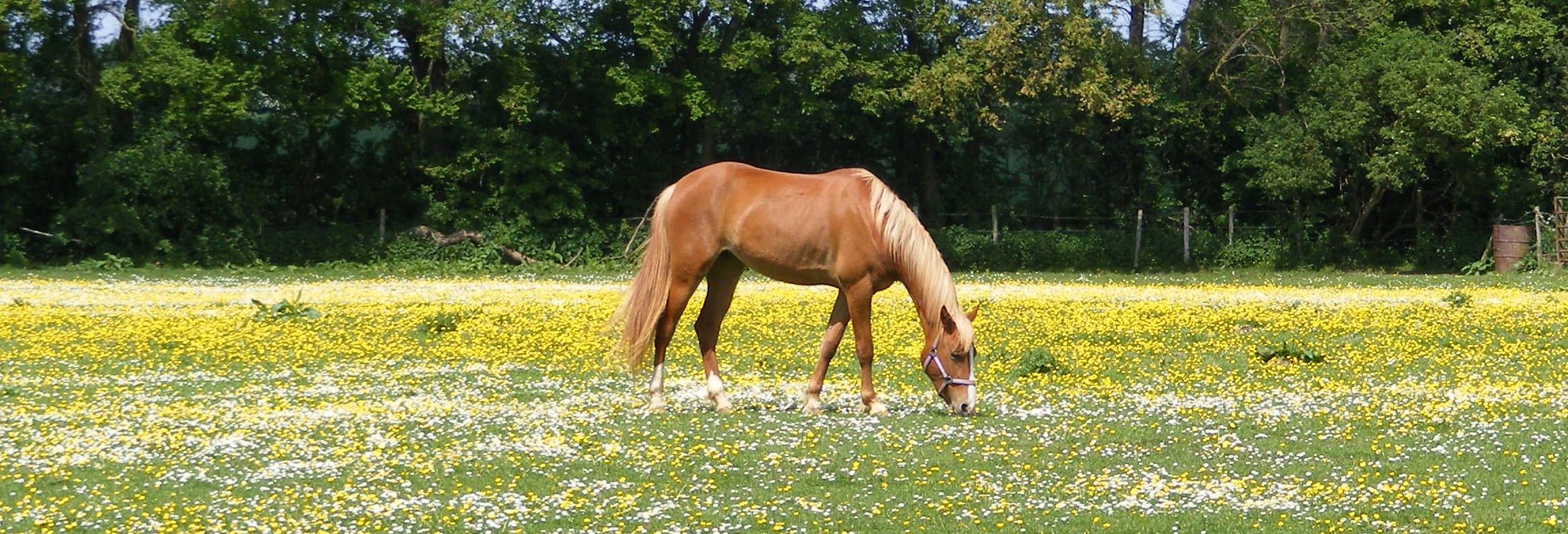 Is de eigenaar van een paard aansprakelijk voor de schade die het dier heeft verricht door een persoon in een weiland omver te lopen?